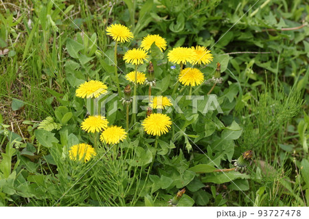 野原で黄色い花を咲かせる、セイヨウタンポポ 93727478