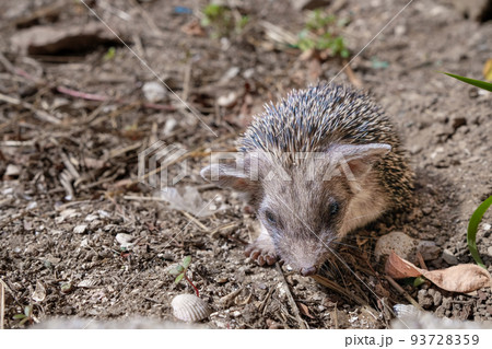 Small eared hedgehog Small eared hedgehog 93728359