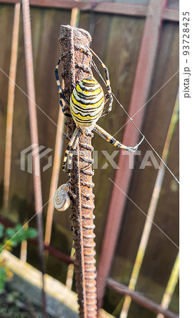 Spider - a wasp with yellow stripes on a large web. Country cottage area. 93728425
