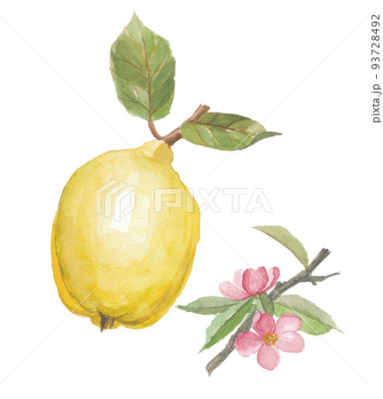 花梨　カリン　実と花 93728492