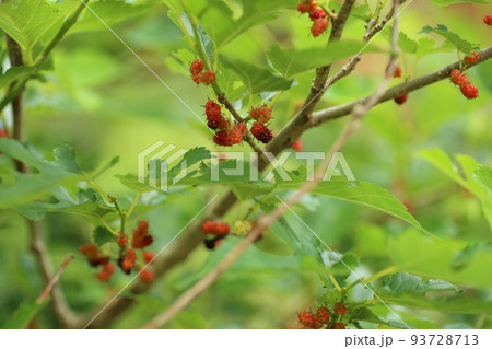 赤い実をつけてきた、クワノキ 赤い実をつけてきた、クワノキ 93728713
