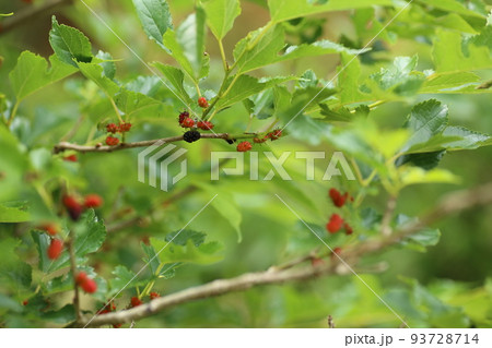 赤い実をつけてきた、クワノキ 93728714