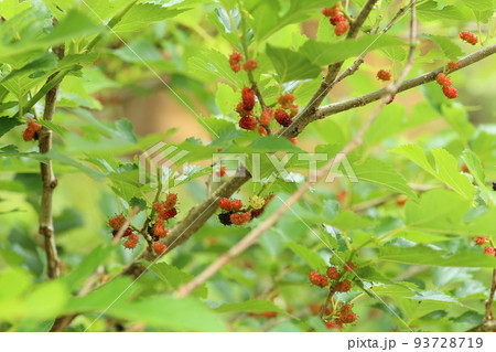 赤い実をつけてきた、クワノキ 赤い実をつけてきた、クワノキ 93728719