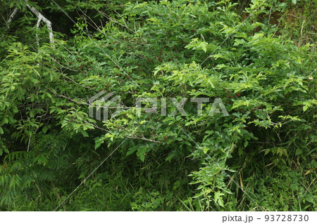 赤い実をつけてきた、クワノキ 赤い実をつけてきた、クワノキ 93728730