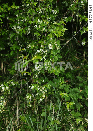 木にからんで伸びる、甘い香りのテイカズラの白い花 木にからんで伸びる、甘い香りのテイカズラの白い花 93728893