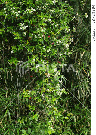 木にからんで伸びる、甘い香りのテイカズラの白い花 93728894