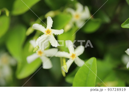 木にからんで伸びる、甘い香りのテイカズラの白い花 93728919