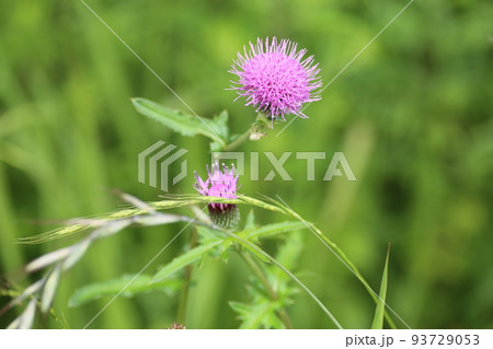 初夏から夏にかけ野に咲く大きい紫の花、ノアザミ 初夏から夏にかけ野に咲く大きい紫の花、ノアザミ 93729053