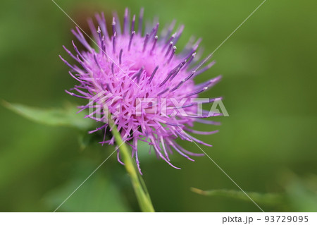 初夏から夏にかけ野に咲く大きい紫の花、ノアザミ 初夏から夏にかけ野に咲く大きい紫の花、ノアザミ 93729095
