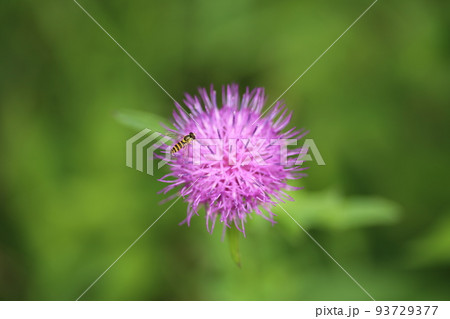 紫のアザミの花にやってきた、ホソヒラタアブ 紫のアザミの花にやってきた、ホソヒラタアブ 93729377