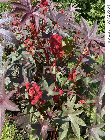 Castor oil plant. Spiny fruit of castor oil plant Castor oil plant. Spiny fruit of castor oil plant 93729594