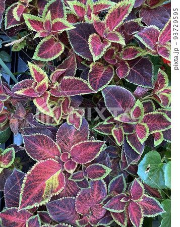 Green and red foliage of the Coleus plant - bright red leaves close-up, natural background, floral abstract texture. Green and red foliage of the Coleus plant - bright red leaves close-up, natural background, floral abstract texture. 93729595
