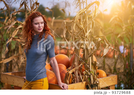 Pumpkins. Young woman farmer picking autumn crop of pumpkins on farm. Agriculture. Thanksgiving and Halloween Pumpkins. Young woman farmer picking autumn crop of pumpkins on farm. Agriculture. Thanksgiving and Halloween 93729688