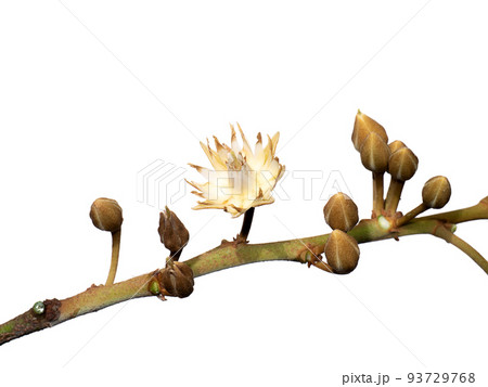 Close up of Spanish cherry, Tanjong Tree, Bunga Tanjung, Red Coondoo on white background. Close up of Spanish cherry, Tanjong Tree, Bunga Tanjung, Red Coondoo on white background. 93729768