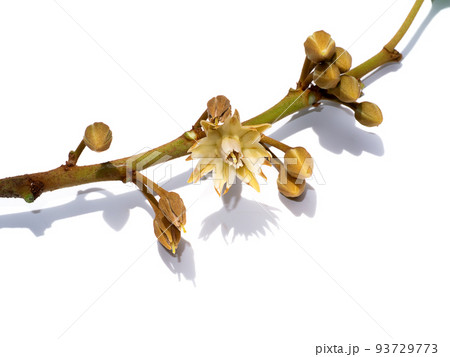 Close up of Spanish cherry, Tanjong Tree, Bunga Tanjung, Red Coondoo on white background. 93729773
