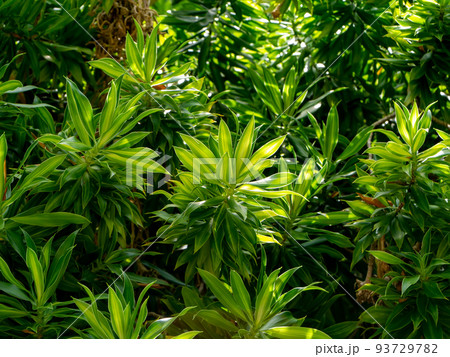 Close up Song of Jamaica leaves background. Close up Song of Jamaica leaves background. 93729782
