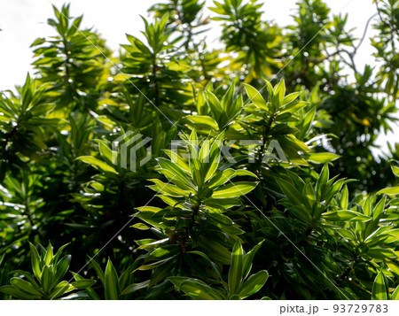 Close up Song of Jamaica leaves background. Close up Song of Jamaica leaves background. 93729783