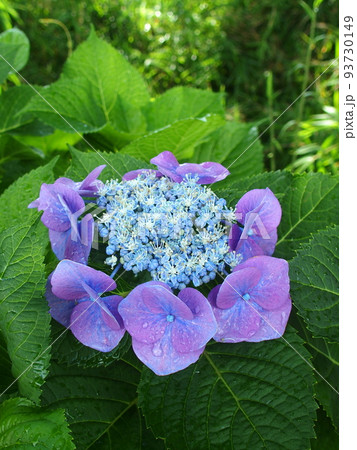梅雨晴れの雨上りの木漏れ日に咲く青い額紫陽花 93730149