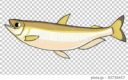 Illustration of shishamo with a child Illustration of shishamo with a child 93730457