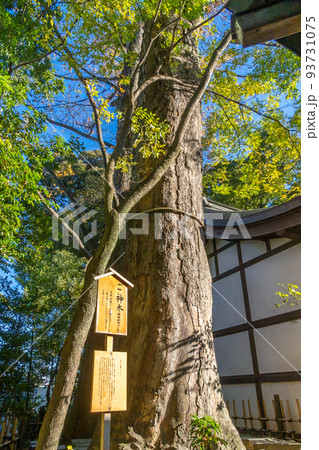 川越氷川神社 ご神木 川越氷川神社 ご神木 93731075