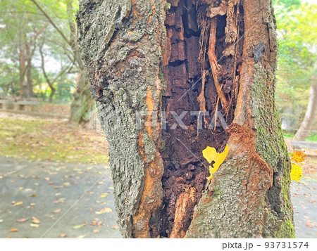 中身が空洞になった桜の老木の写真素材 [93731574] - PIXTA