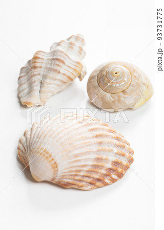 Collection of shea shells against white background Collection of shea shells against white background 93731775