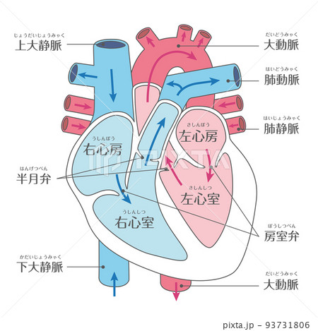 内臓_心臓　文字あり　線あり 93731806