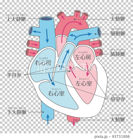 内臓_心臓　文字あり　線あり 93731806