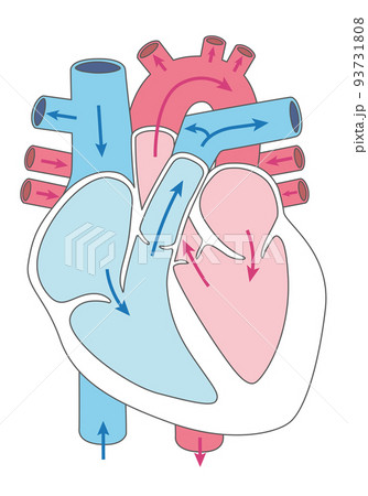 内臓_心臓　血液の流れ　線あり 93731808
