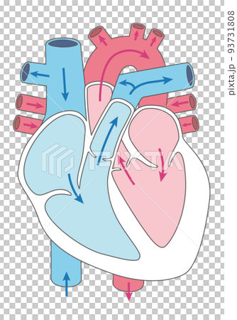 内臓_心臓　血液の流れ　線あり 93731808