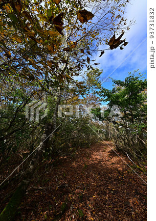 扇ノ山の紅葉 扇ノ山の紅葉 93731832
