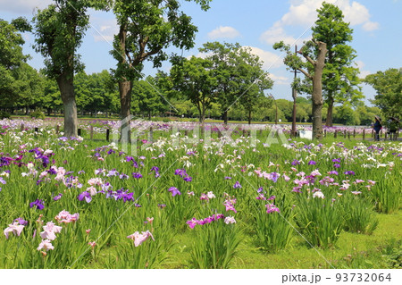 東京都葛飾区にある水元公園の菖蒲まつり 六月初旬 東京都葛飾区にある水元公園の菖蒲まつり 六月初旬 93732064
