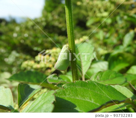 アオバハゴロモ 93732283