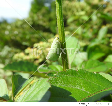 アオバハゴロモ 93732284