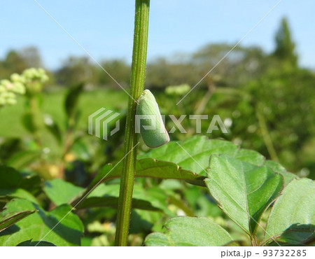 アオバハゴロモ 93732285