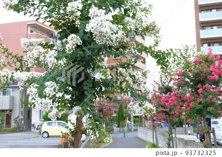 サルスベリ　百日紅　ひゃくじつこう　カントリー・レッド 93732325