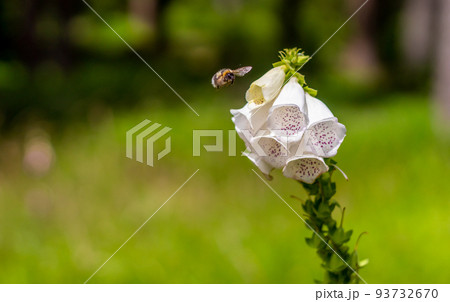 white foxglove flowers with a bumblebee, in a meadow, close-up view 93732670