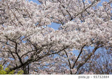 お花見シーズン お花見シーズン 93732884