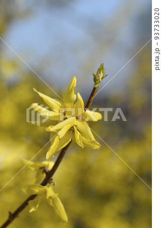 Weeping forsythia Weeping forsythia 93733020