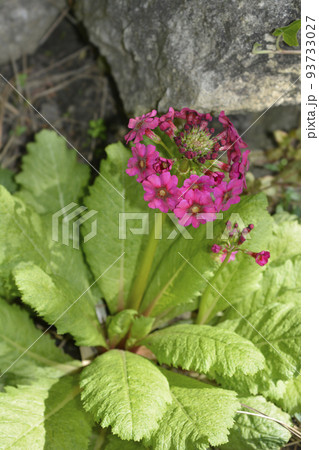 Japanese Primrose Millers Crimson Japanese Primrose Millers Crimson 93733027