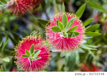 赤いブラシノキの花 93733548