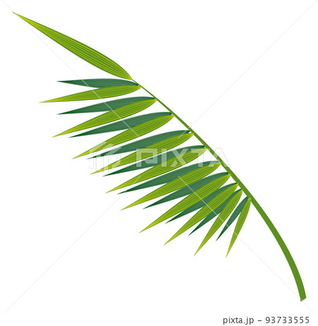 Jungle tree foliage. Green exotic plant leaf Jungle tree foliage. Green exotic plant leaf 93733555