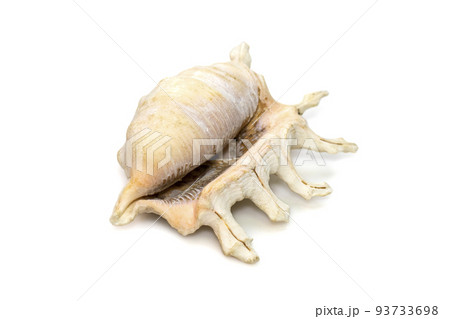 Image of lambis scorpius sea shell, common name the scorpion conch or scorpion spider conch, is a species of large sea snail, a marine gastropod mollusk in the family Strombidae, the true conchs on a Image of lambis scorpius sea shell, common name the scorpion conch or scorpion spider conch, is a species of large sea snail, a marine gastropod mollusk in the family Strombidae, the true conchs on a 93733698