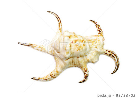Image of lambis chiragra (Harpago chiragra) sea shell is in the family strombidae isolated on white background. Undersea Animals. Image of lambis chiragra (Harpago chiragra) sea shell is in the family strombidae isolated on white background. Undersea Animals. 93733702