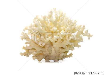Image of dead white coral cubes on a white background. Undersea Animals. 93733703