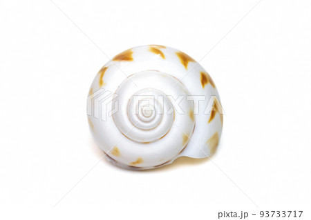 Image of babylonia areolata is a species of sea snail, a marine gastropod mollusc in the family Babyloniidae isolated on white background. Undersea Animals. Sea Shells. Image of babylonia areolata is a species of sea snail, a marine gastropod mollusc in the family Babyloniidae isolated on white background. Undersea Animals. Sea Shells. 93733717