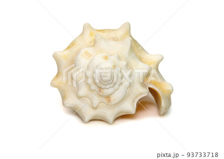 Image of strombus alatus sea shell, the Florida fighting conch, is a species of medium-sized, warm-water sea snail, a marine gastropod mollusk in the family Strombidae, the true conchs isolated on Image of strombus alatus sea shell, the Florida fighting conch, is a species of medium-sized, warm-water sea snail, a marine gastropod mollusk in the family Strombidae, the true conchs isolated on 93733718