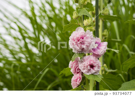 ピンクのホリホックの花 タチアオイ ピンクのホリホックの花 タチアオイ 93734077