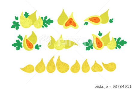 Green figs with leaves. Fresh and dried figs. Vector flat illustrations set isolated on white. Green figs with leaves. Fresh and dried figs. Vector flat illustrations set isolated on white. 93734911