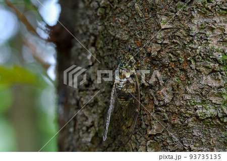 ミンミンゼミ 93735135